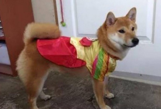 主人舍不得柴犬脚打湿，因此心血来潮，用这一方式带它回家