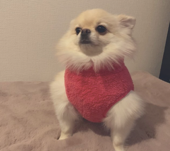 主人家给狗狗买来件鲜红色衣服,看上去尤其的傲娇,狗:别爱我没結果 主人家给狗狗买来件鲜红色衣服,看上去尤其的傲娇,狗:别爱我没結果