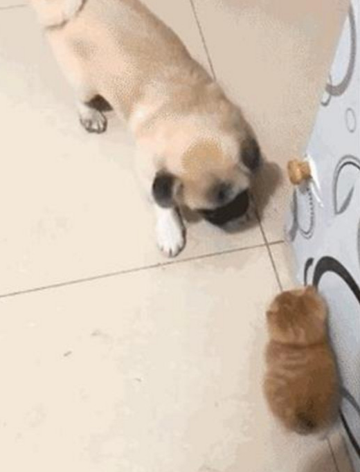亲人都挺宠溺小橘猫，却让家中的狗狗发脾气，这货一逮着机遇就欺压它