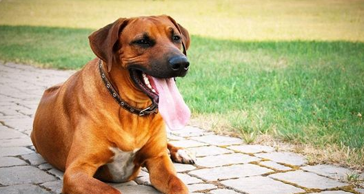 今日科普：罗得西亚脊背犬性格好吗？适合当宠物吗？