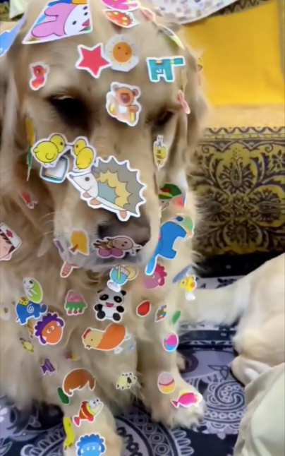 小主人给两只狗狗身上贴贴纸，全身上下都贴满了，心疼又好笑！