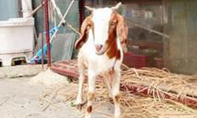 山羊当成宠物卖身价翻了好几番