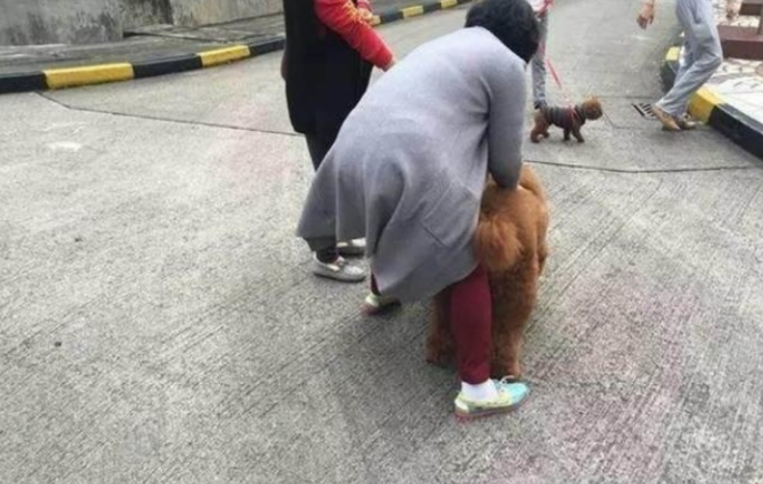 泰迪犬大街上乱认亲朋好友,铲屎官拉都拉不了,场景真是太逗 泰迪犬大街上乱认亲朋好友,铲屎官拉都拉不了,场景真是太逗