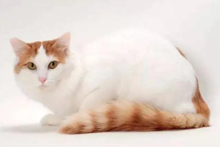 猫咪鼻支炎的症状 猫咪鼻支炎的症状