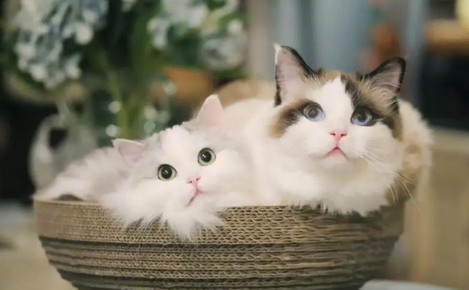 小猫出生后多大可以自己吃食 小猫出生后多大可以自己吃食