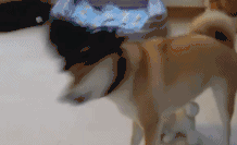 柴犬被主人打扮成如花后，差点就废了... 