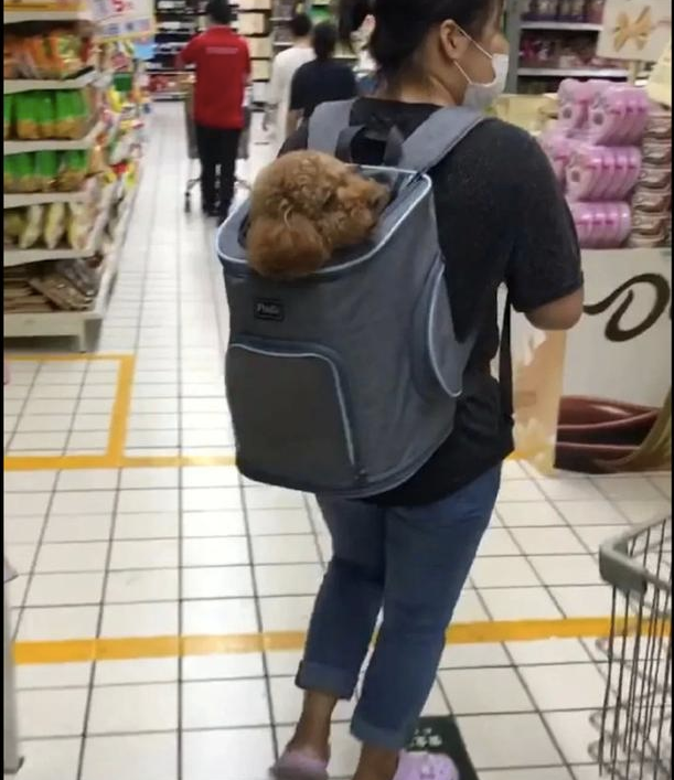 女生用包身背小泰迪,把它带进了商场里,狗:嘘,请不要告知保安人员! 女生用包身背小泰迪,把它带进了商场里,狗:嘘,请不要告知保安人员!