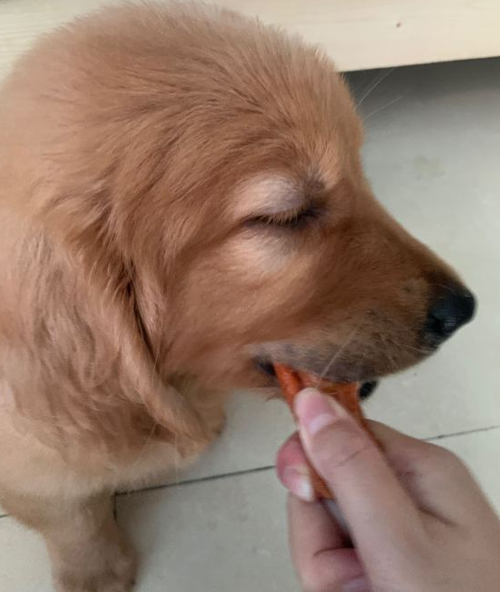 金毛刚进家时的身上肉呜呜,而现如今却愈来愈瘦,网民:别乱吃 金毛刚进家时的身上肉呜呜,而现如今却愈来愈瘦,网民:别乱吃