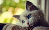 怡亲猫粮冻干蛋黄双拼，健康营养好吸收！