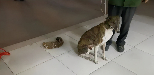 非法狩猎麻雀、蒙古兔等珍禽，多人被处理