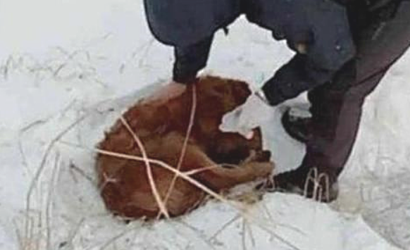 下雪天金毛出走，再度看到它时泪流满面不仅：是否可以使别那么听话啊？