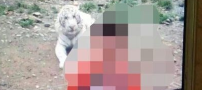 白虎咬断男童右手后吞食 家长看护不利受指责