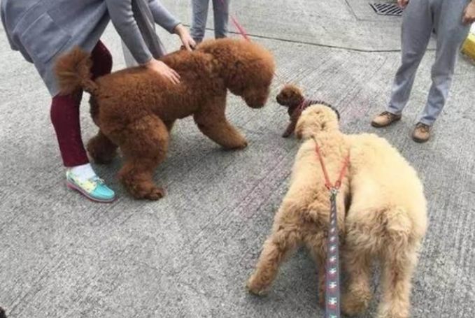 泰迪犬大街上乱认亲朋好友,铲屎官拉都拉不了,场景真是太逗 泰迪犬大街上乱认亲朋好友,铲屎官拉都拉不了,场景真是太逗