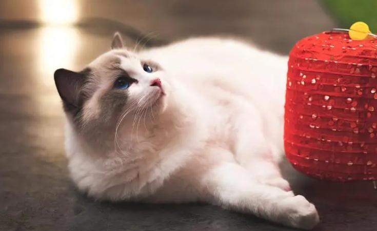 猫得了猫传腹是什么症状