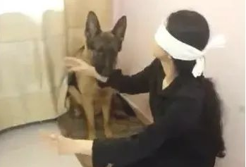 女主角蒙上眼睛装作看不见，狗狗立即咬起她袖子指引方向