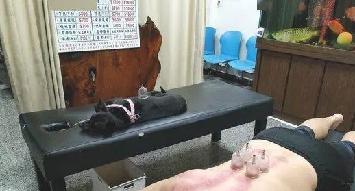 见到主人家拔罐，狗狗哭着要陪他，那么就只能...一起拔！