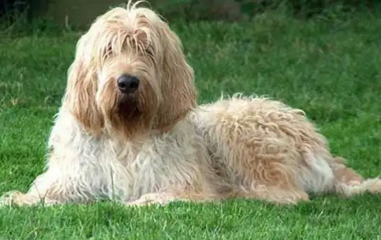 奥达猎犬耳朵脏了怎么办?护理方法学一下吧~ 奥达猎犬耳朵脏了怎么办?护理方法学一下吧~
