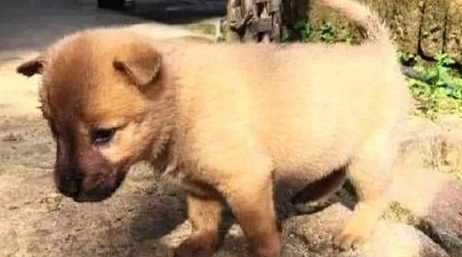 田园犬犯错误被男子打过，早晨没看到狗狗，出去找寻，见到后落泪了