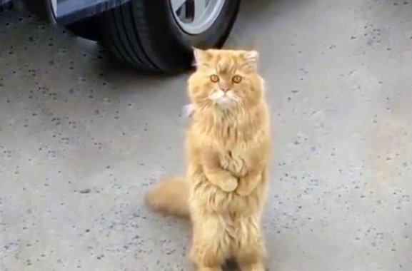 一只流浪猫无助地流浪在大街上,把它带回家,它乖巧得让人心疼 一只流浪猫无助地流浪在大街上,把它带回家,它乖巧得让人心疼
