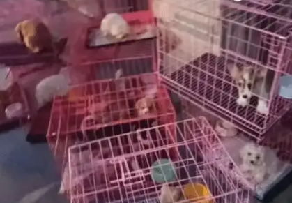 男孩凌晨救下30只宠物狗!店主:送一只 男孩凌晨救下30只宠物狗!店主:送一只
