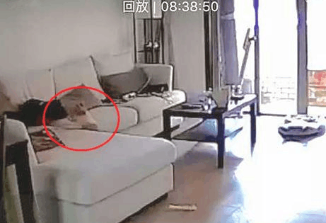 狗狗见主人回家又亲又抱,开心的主人看了监管后,脸立刻黑了 狗狗见主人回家又亲又抱,开心的主人看了监管后,脸立刻黑了