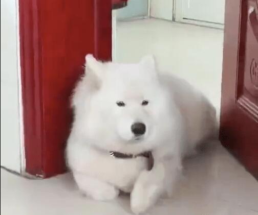 小狗把爪爪折起来躺着，这姿态看上去好怪怪的，前世是只猫吧！
