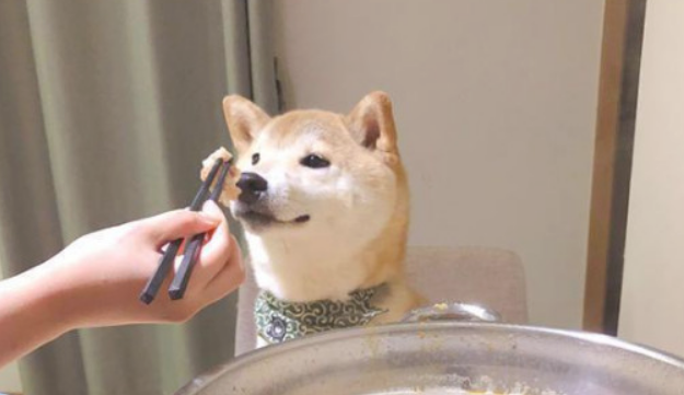 主人吃麻辣烫铭记给柴犬涮肉满足感爆棚的样子逗笑许多人狗:心动的感觉 主人吃麻辣烫铭记给柴犬涮肉满足感爆棚的样子逗笑许多人狗:心动的感觉