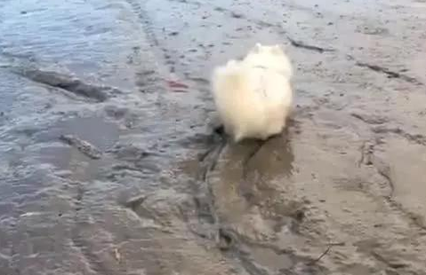 萨摩耶第一次海边游玩,三十分钟后恶梦逐渐,主人家懊恼不已 萨摩耶第一次海边游玩,三十分钟后恶梦逐渐,主人家懊恼不已