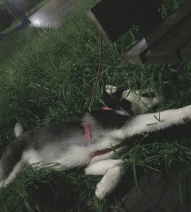 爸爸当时拼了命阻拦收留哈士奇，直到有一天，悄悄在门框内见到这幕
