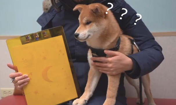 柴犬发觉是女医生给它就医也不怕了,还想要亲她,太肆无忌惮了 柴犬发觉是女医生给它就医也不怕了,还想要亲她,太肆无忌惮了