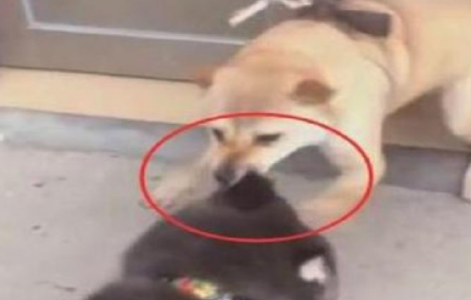 二哈在中华田园犬眼前“耍贱”,差点儿丧失一个人体器官,网友:赶快去接种疫苗! 二哈在中华田园犬眼前“耍贱”,差点儿丧失一个人体器官,网友:赶快去接种疫苗!