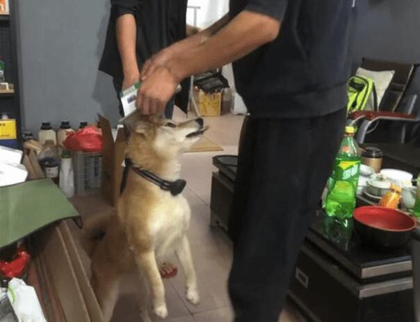 狗狗遇到粘鼠板了，把强力胶拉得老长都取不下来，最终剃变成秃头