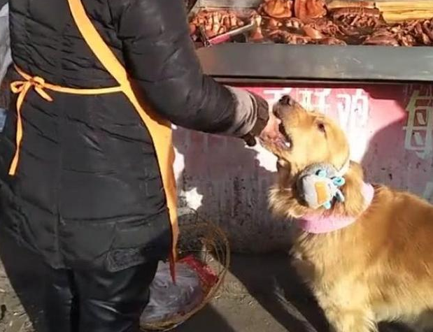 金毛近期食量大减，但休重反倒升高许多，主人追踪后懵逼了