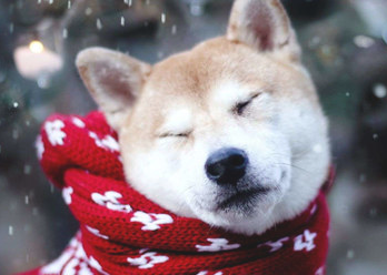 圣诞给秋田犬提前准备袜子,直到狗狗醒来时神情诧异 圣诞给秋田犬提前准备袜子,直到狗狗醒来时神情诧异