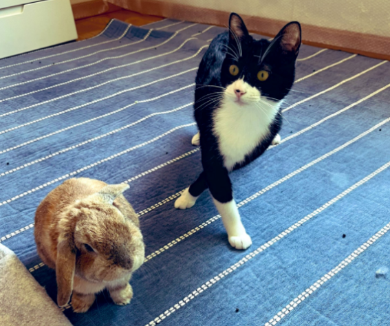 养了一只猫,又养了一只小兔子…于是猫猫就有了小兔子背包! 养了一只猫,又养了一只小兔子…于是猫猫就有了小兔子背包!