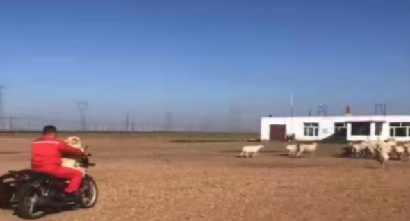狗狗每日坐摩托车陪主人放羊，好通人性的狗狗