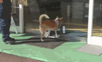 狗狗化身为门童帮顾客开关门,主人家所设犬用按键,别具一格让店面爆红