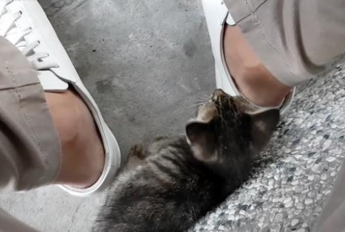 不速之客,流浪猫主动往人类怀里爬,猫:你身上有家的气息 不速之客,流浪猫主动往人类怀里爬,猫:你身上有家的气息