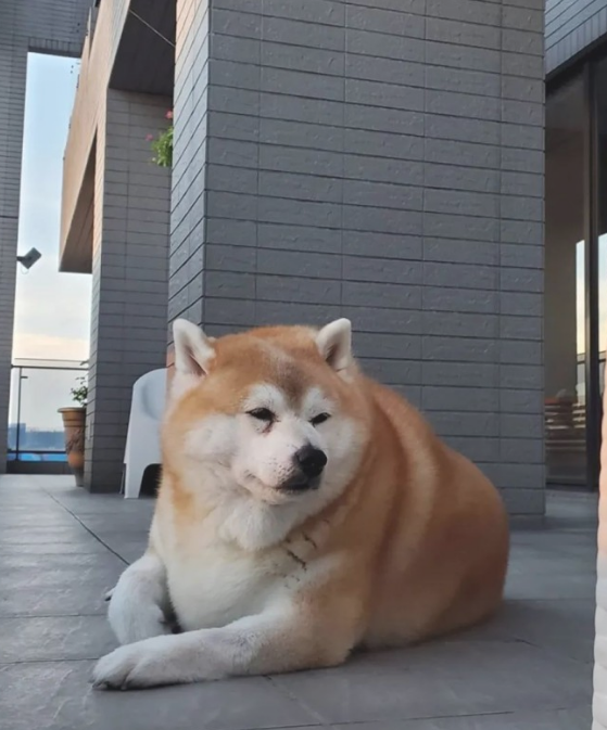 女子带柴犬外出散散步，却总被别人误以为是海象：这身型用心的吗？