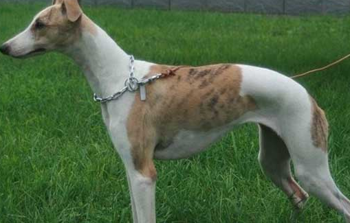 饲养灵缇犬必须知道的防疫与驱虫常识，快来了解一下！