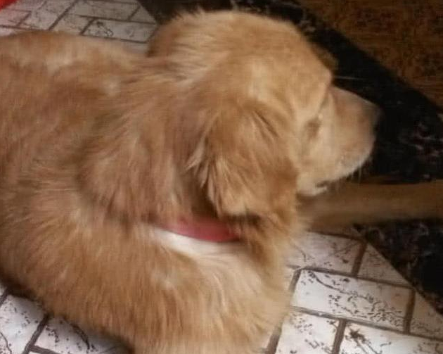 自己金毛一直得病，朋友给他们出了一个想法，再看到金毛猛然傻眼了