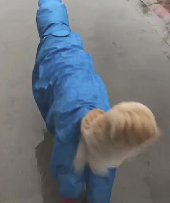 金毛穿深蓝色雨披红色雨靴下雨天外出遛弯，膨松的小尾巴别具风味