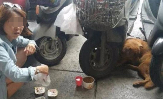 狗狗在医院大门口守了一个星期，认清品牌上的字以后叫人潸然泪下！