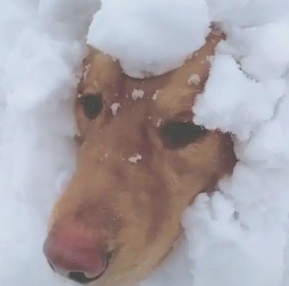 狗狗被埋在雪天里,淡定从容轻松,狗狗说:冷得鼻部红通通 狗狗被埋在雪天里,淡定从容轻松,狗狗说:冷得鼻部红通通
