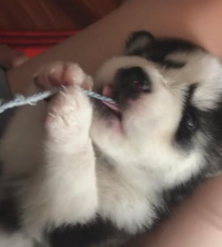哈士奇咬着衣服裤子绳,还没有小孩满月就会拆,主人内心发毛! 哈士奇咬着衣服裤子绳,还没有小孩满月就会拆,主人内心发毛!