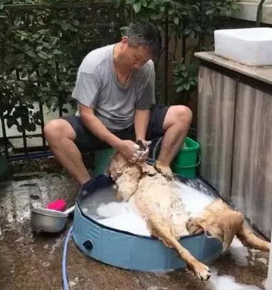 主人带到只金毛,家中爸爸极为发对,几个月后爸爸作法令人发脾气 主人带到只金毛,家中爸爸极为发对,几个月后爸爸作法令人发脾气