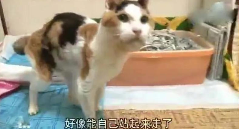 20岁老猫患舌癌被医生判死刑,主人却不肯放弃,4个月后…奇迹出现了!