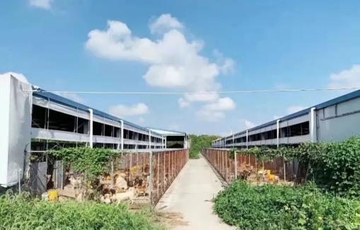 生活在古寺里的猫狗，常年听高僧念经一脸“佛”相，网友：看来熏陶不浅