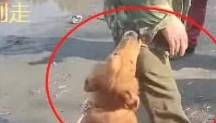 金毛狗狗年纪大了,主人绝情将其卖给狗贩子 金毛狗狗年纪大了,主人绝情将其卖给狗贩子
