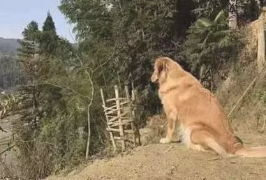 金毛原是村中一霸，自打被小宝宝欺压后，每日都很抑郁